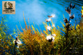 Downfeather Drift at Warden – Limited Edition Framed Fine Art Print (16x24") /10