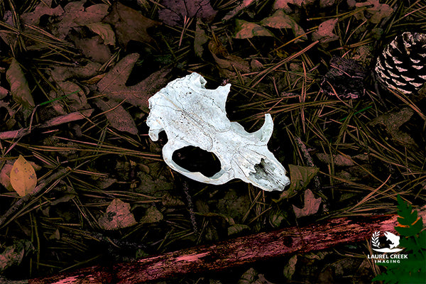 Left Behind