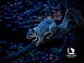Shadowtail