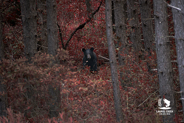 The Guardian of Red Hollow