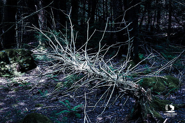 What the Forest Keeps