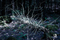 What the Forest Keeps