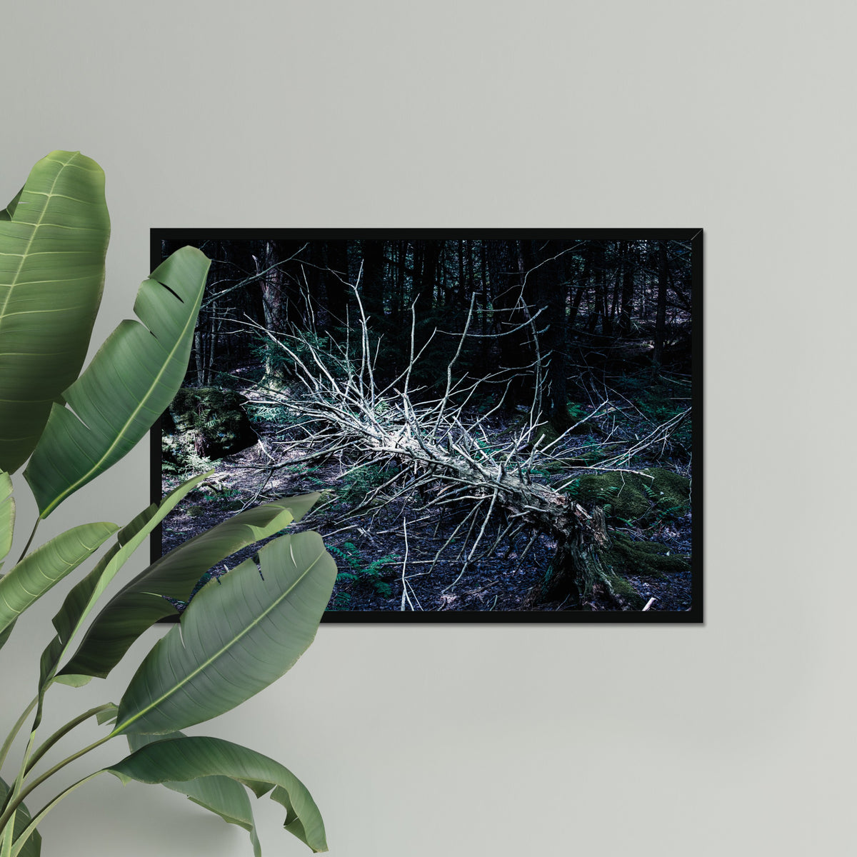What the Forest Keeps