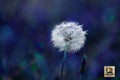 Whispers In The Wind