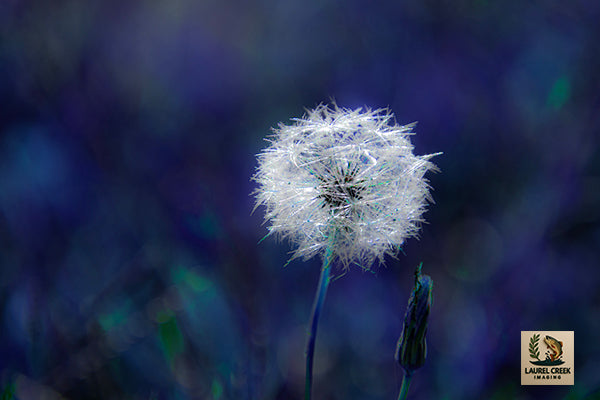 Whispers In The Wind