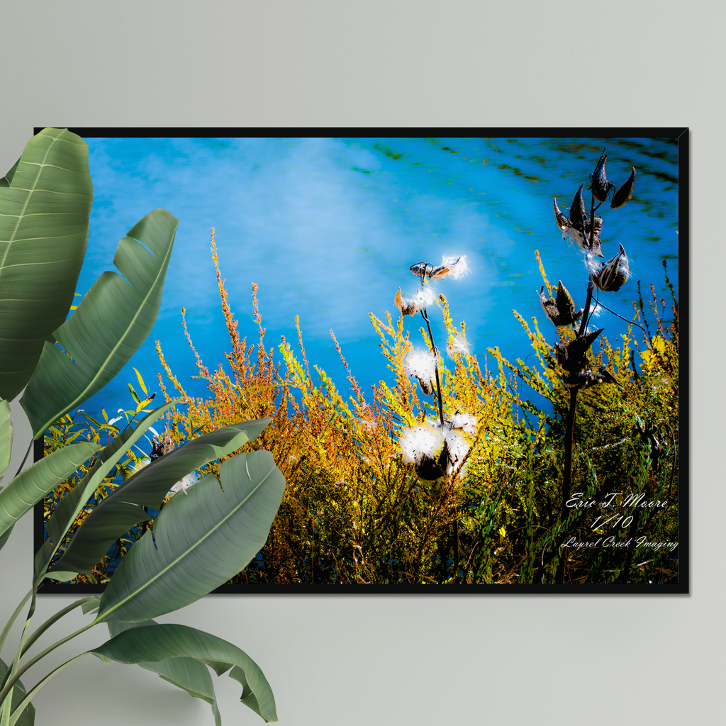 Downfeather Drift at Warden – Limited Edition Framed Fine Art Print (16x24") /10